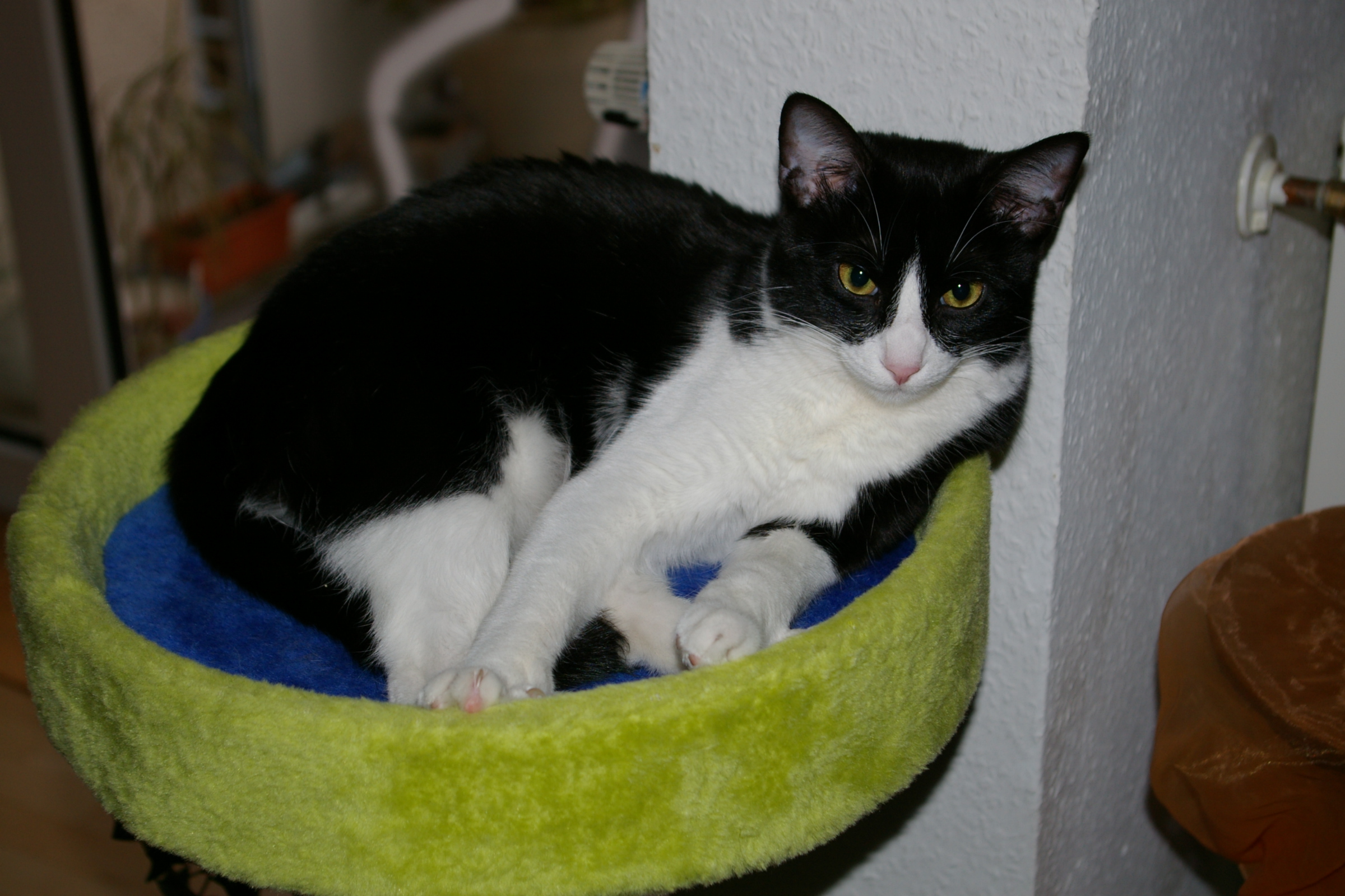 IMGP2441.JPG