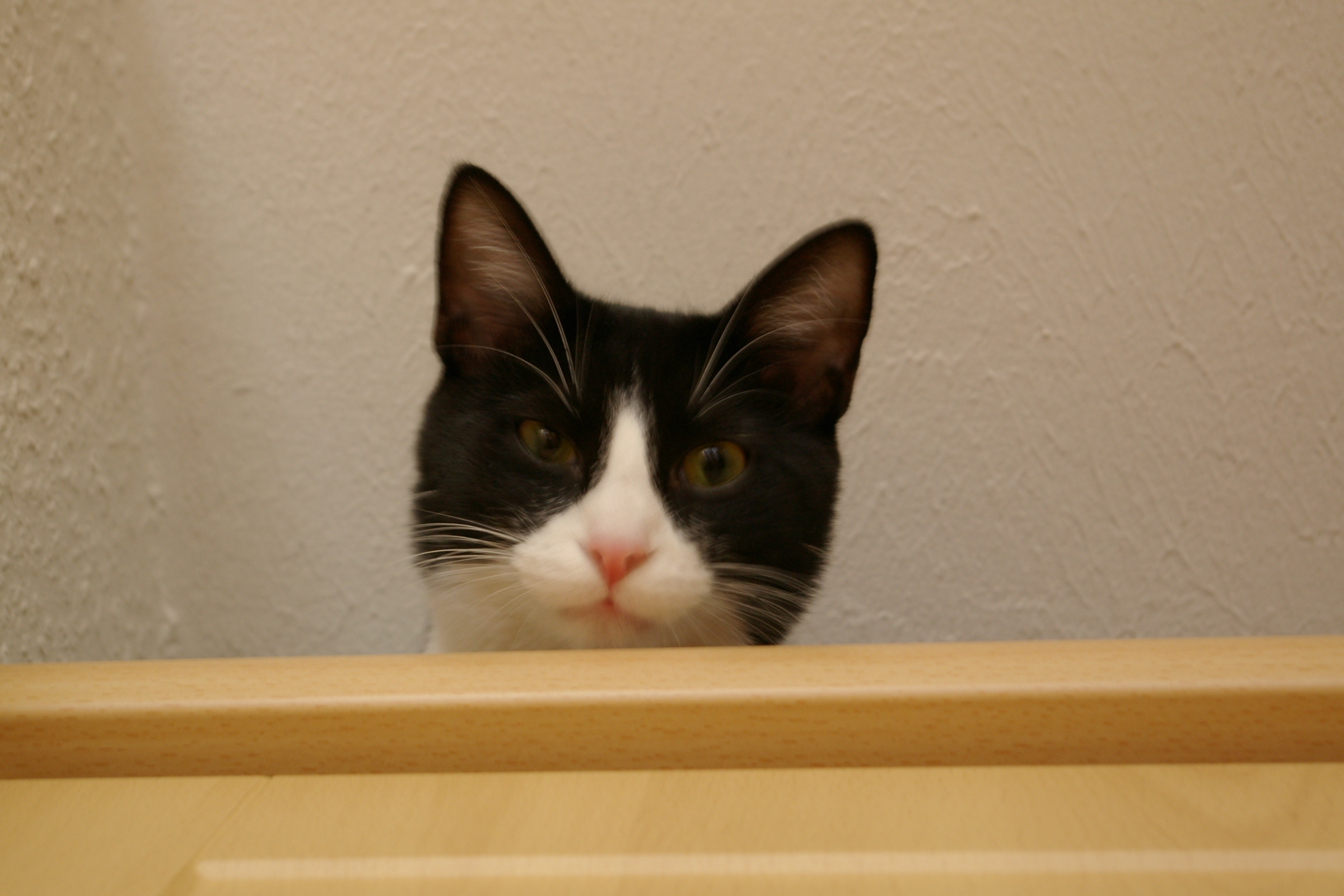 IMGP2464.JPG