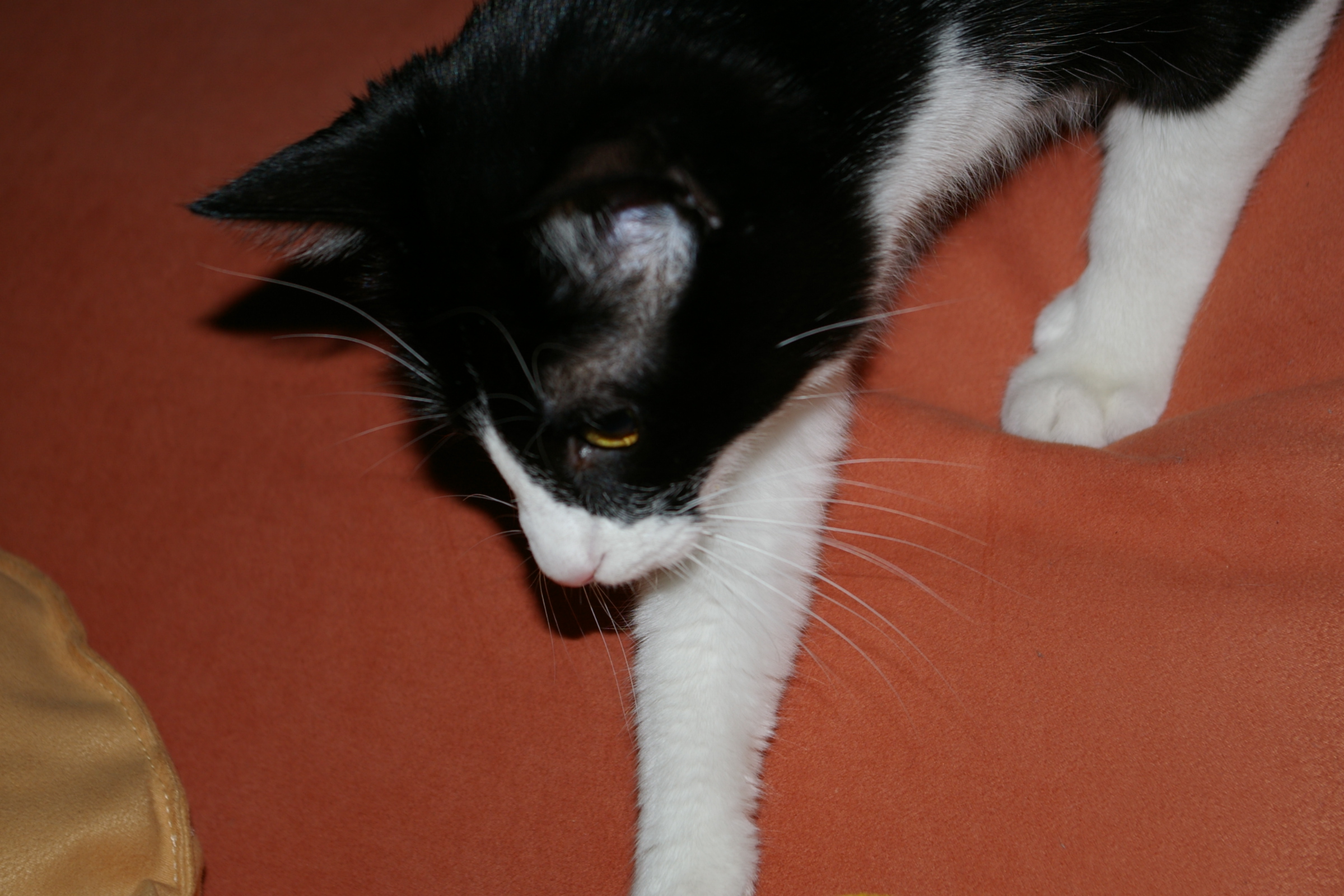 IMGP2498.JPG